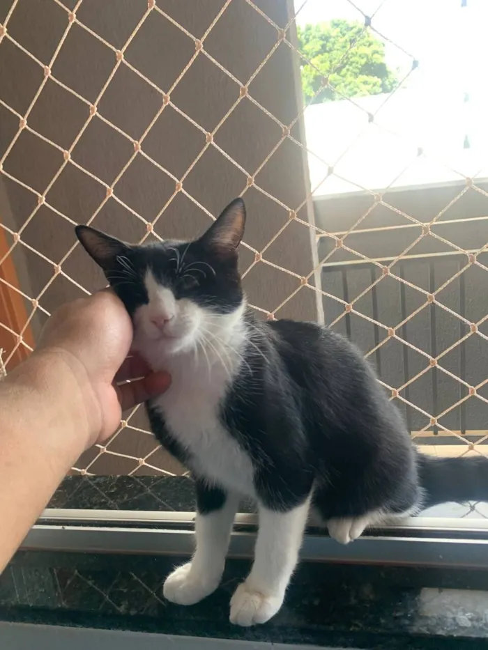 Gato raça SRD-ViraLata idade 2 a 6 meses nome Ragnar