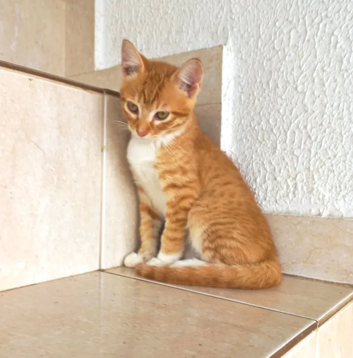 Gato raça SRD-ViraLata idade 2 a 6 meses nome Luli bb3meses 