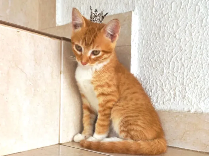 Gato raça SRD-ViraLata idade 2 a 6 meses nome Luli bb3meses 