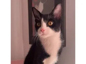 Gato raça SRD-ViraLata idade 2 a 6 meses nome Ragnar