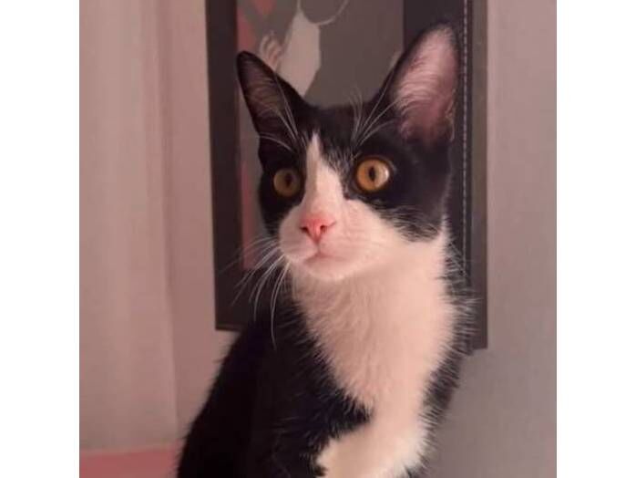 Gato raça SRD-ViraLata idade 2 a 6 meses nome Ragnar