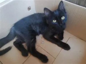 Gato raça SRD-ViraLata idade 2 a 6 meses nome 621