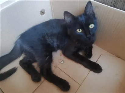 Gato raça SRD-ViraLata idade 2 a 6 meses nome 621