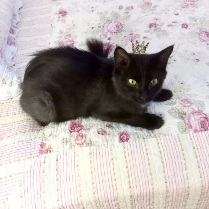 Gato raça SRD-ViraLata idade 7 a 11 meses nome Jiji bb10 meses linda e super FOFA 