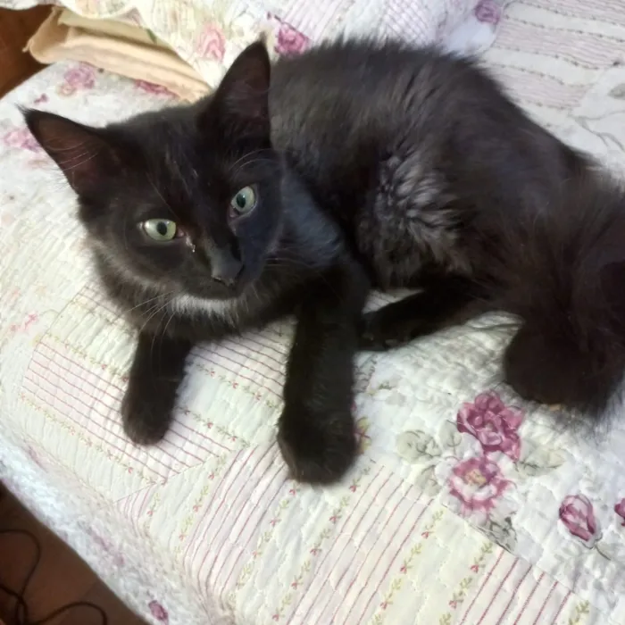 Gato raça SRD-ViraLata idade 7 a 11 meses nome Jiji bb10 meses linda e super FOFA 