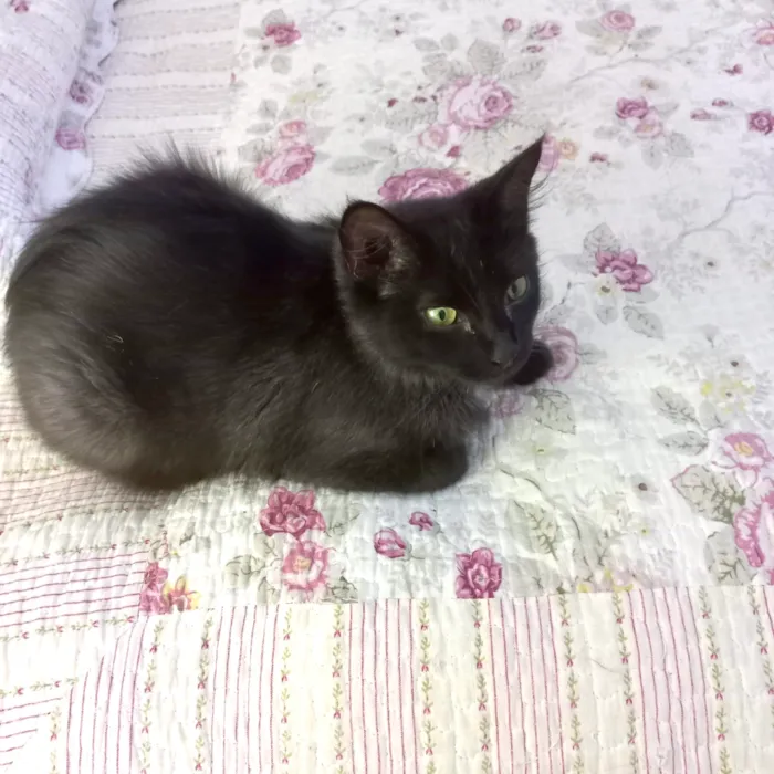 Jiji bb10 meses linda e super FOFA