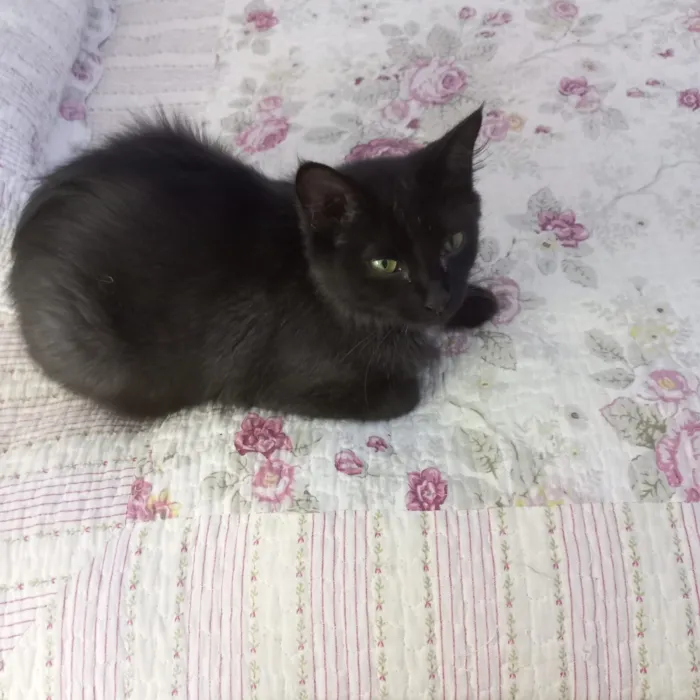 Gato raça SRD-ViraLata idade 7 a 11 meses nome Jiji bb10 meses linda e super FOFA 