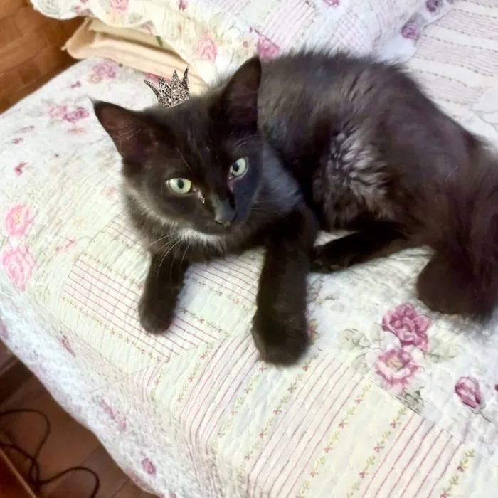 Gato raça SRD-ViraLata idade 7 a 11 meses nome Jiji bb10 meses linda e super FOFA 