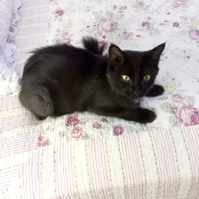 Gato raça SRD-ViraLata idade 7 a 11 meses nome Jiji bb10 meses linda e super FOFA 