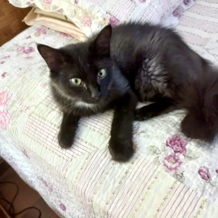 Gato raça SRD-ViraLata idade 7 a 11 meses nome Jiji bb10 meses linda e super FOFA 