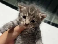 Gato raça SRD-ViraLata idade Abaixo de 2 meses nome Filhotes 