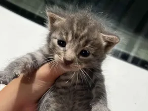 Gato raça SRD-ViraLata idade Abaixo de 2 meses nome Filhotes 