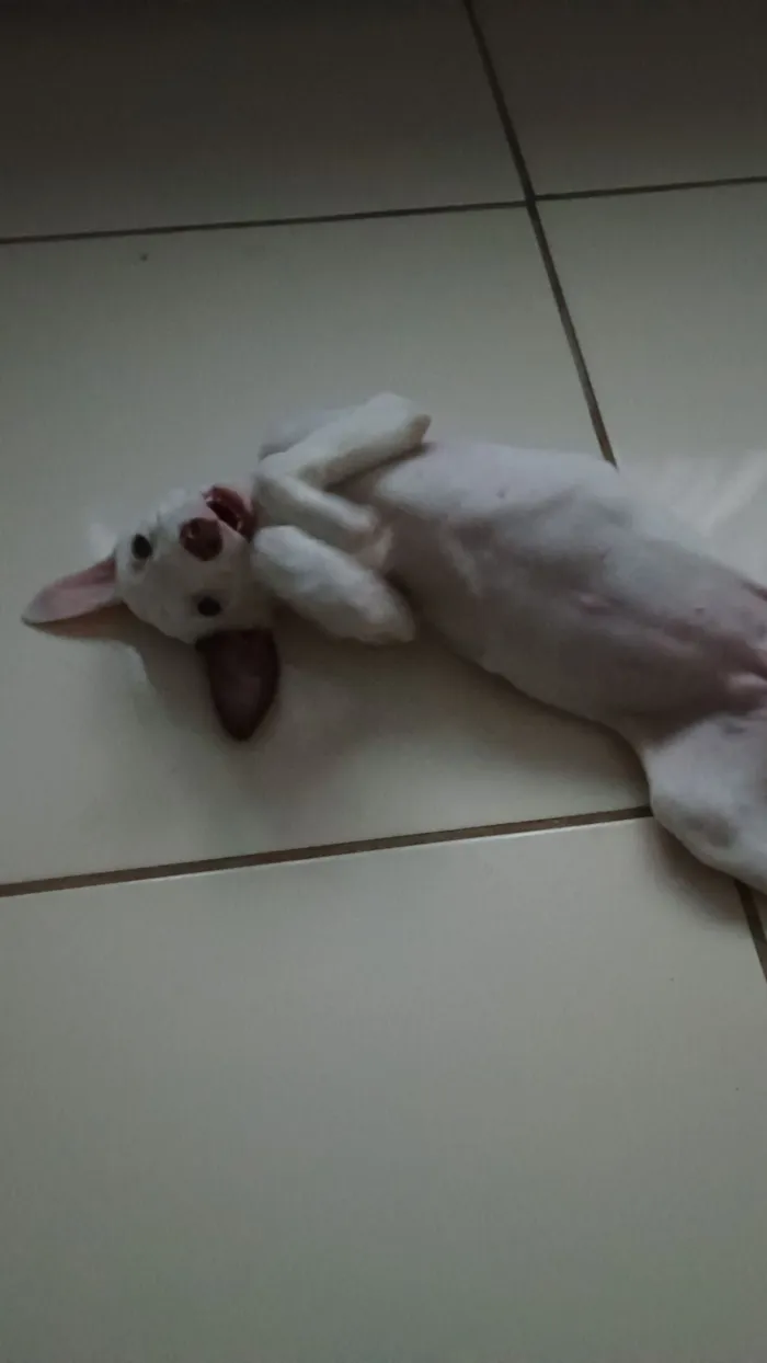 Cachorro raça SRD-ViraLata idade 2 a 6 meses nome Mérida 