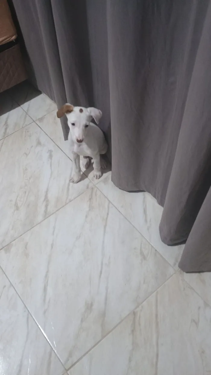 Cachorro raça SRD-ViraLata idade 2 a 6 meses nome Mérida 