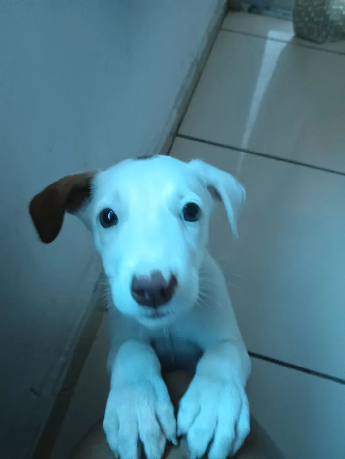 Cachorro raça SRD-ViraLata idade 2 a 6 meses nome Mérida 