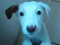 Cachorro raça SRD-ViraLata idade 2 a 6 meses nome Mérida 