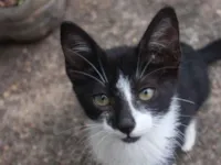 Gato raça SRD-ViraLata idade 2 a 6 meses nome Sem nome