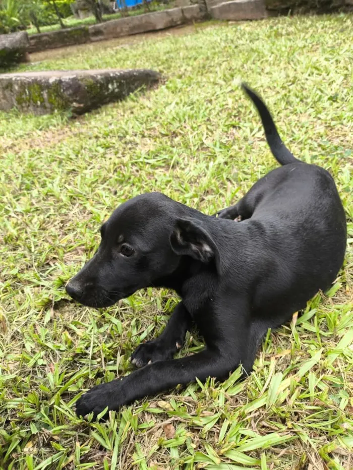 Cachorro raça SRD-ViraLata idade 2 a 6 meses nome Luna