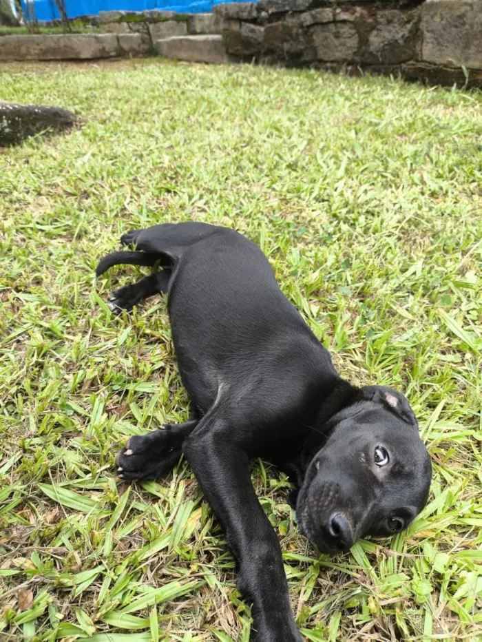 Cachorro raça SRD-ViraLata idade 2 a 6 meses nome Luna