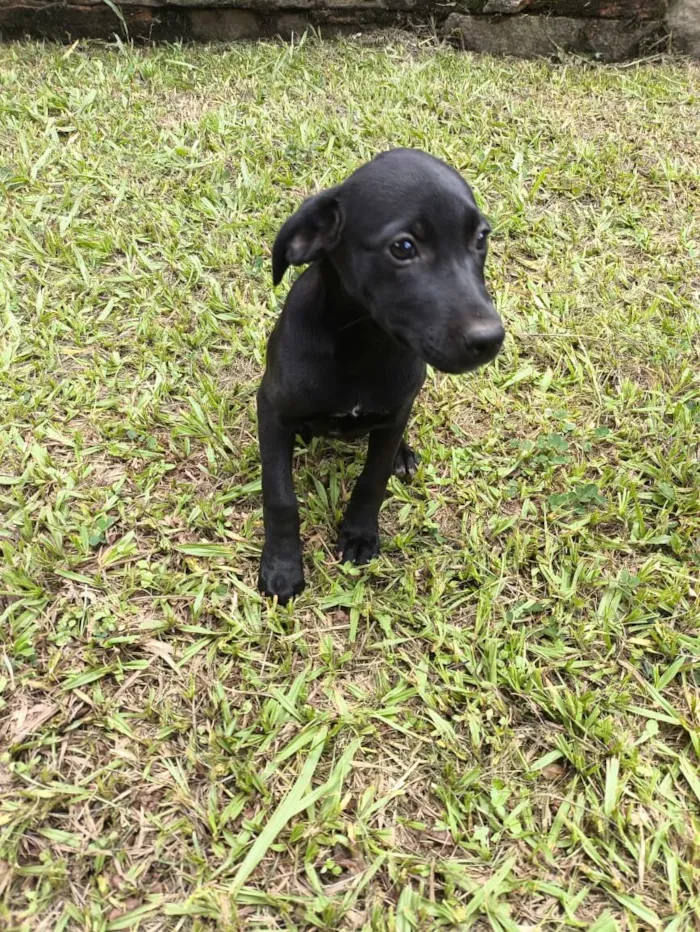 Cachorro raça SRD-ViraLata idade 2 a 6 meses nome Luna
