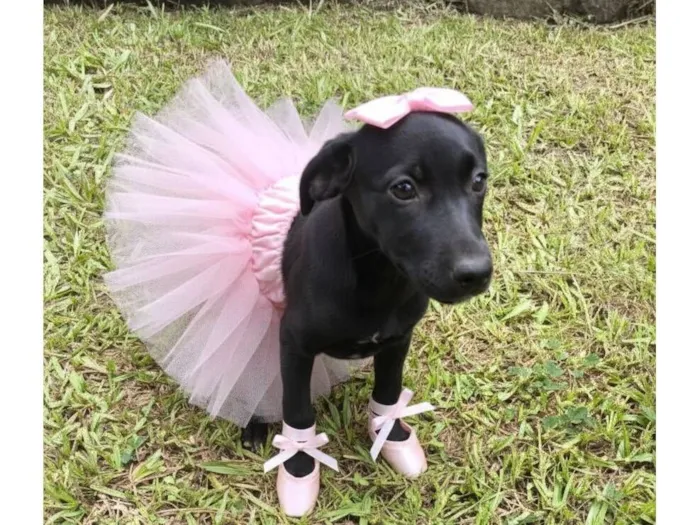 Cachorro raça SRD-ViraLata idade 2 a 6 meses nome Luna