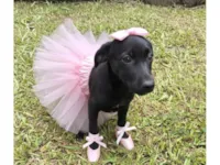 Cachorro raça SRD-ViraLata idade 2 a 6 meses nome Luna