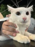 Gato raça Angorá idade 1 ano nome Jack Frost