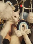 Gato raça Angorá idade 1 ano nome Jack Frost