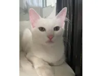 Gato raça Angorá idade 1 ano nome Jack Frost