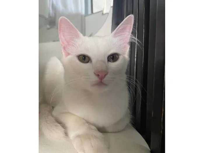 Gato raça Angorá idade 1 ano nome Jack Frost