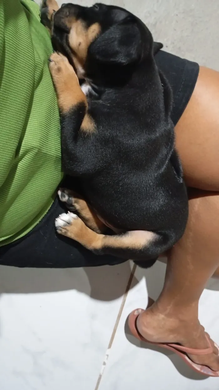 Cachorro raça SRD-ViraLata idade 2 a 6 meses nome Lupin
