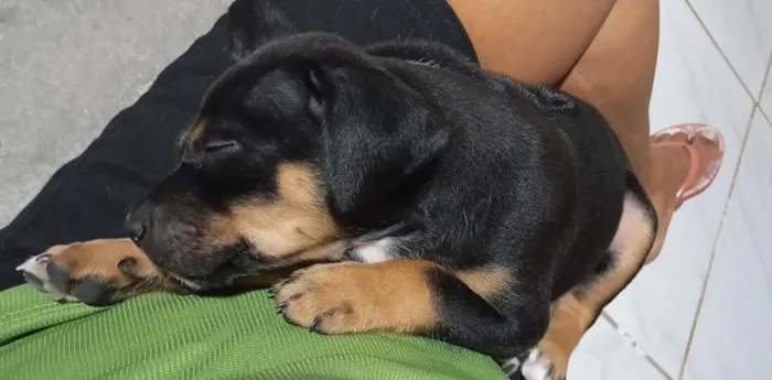 Cachorro raça SRD-ViraLata idade 2 a 6 meses nome Lupin