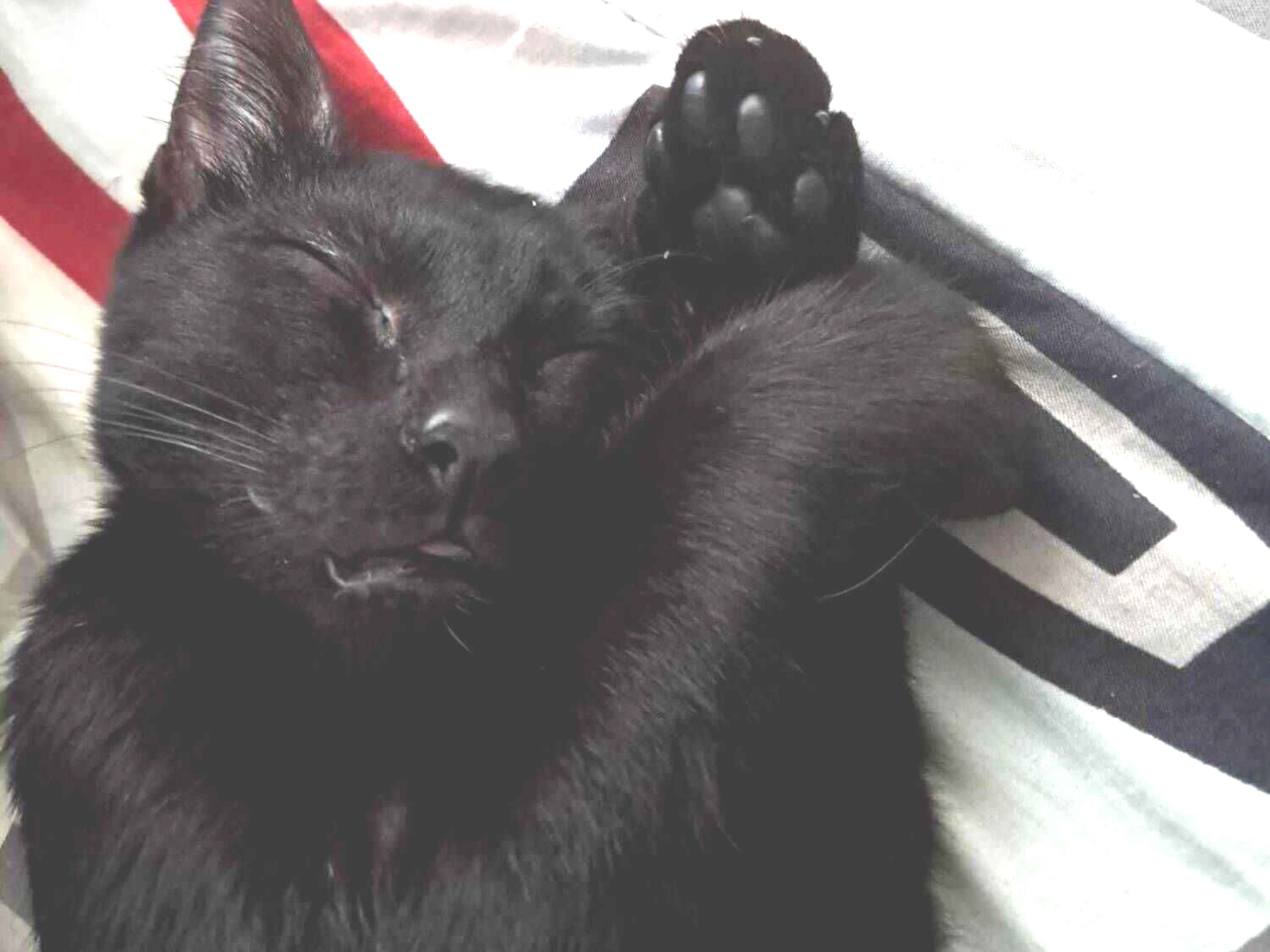 Gato raça SRD-ViraLata idade 2 a 6 meses nome Sabrina 