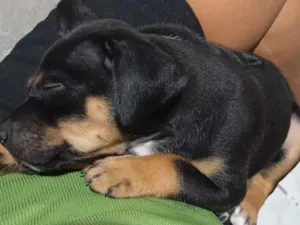 Cachorro raça SRD-ViraLata idade 2 a 6 meses nome Lupin