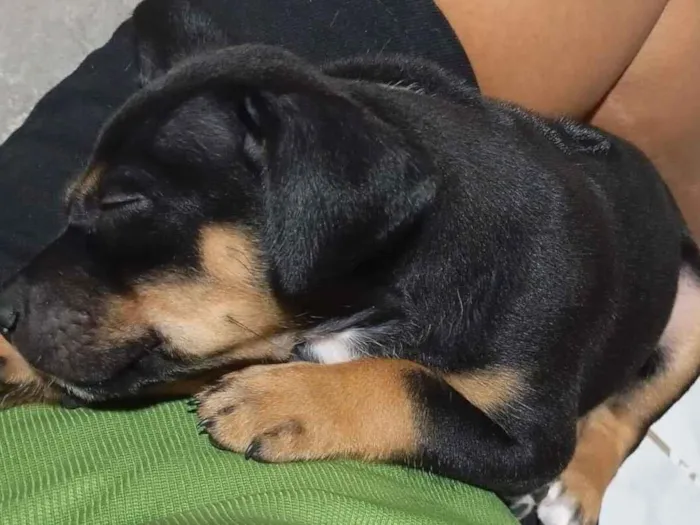 Cachorro raça SRD-ViraLata idade 2 a 6 meses nome Lupin