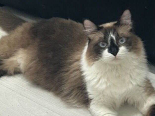 Gato raça SRD-ViraLata idade 2 anos nome Benni