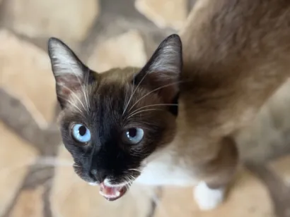 Gato raça Siamês idade 2 a 6 meses nome Gatinho procura Lar