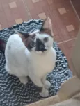 Gato raça SRD-ViraLata idade 2 a 6 meses nome Sem Nome