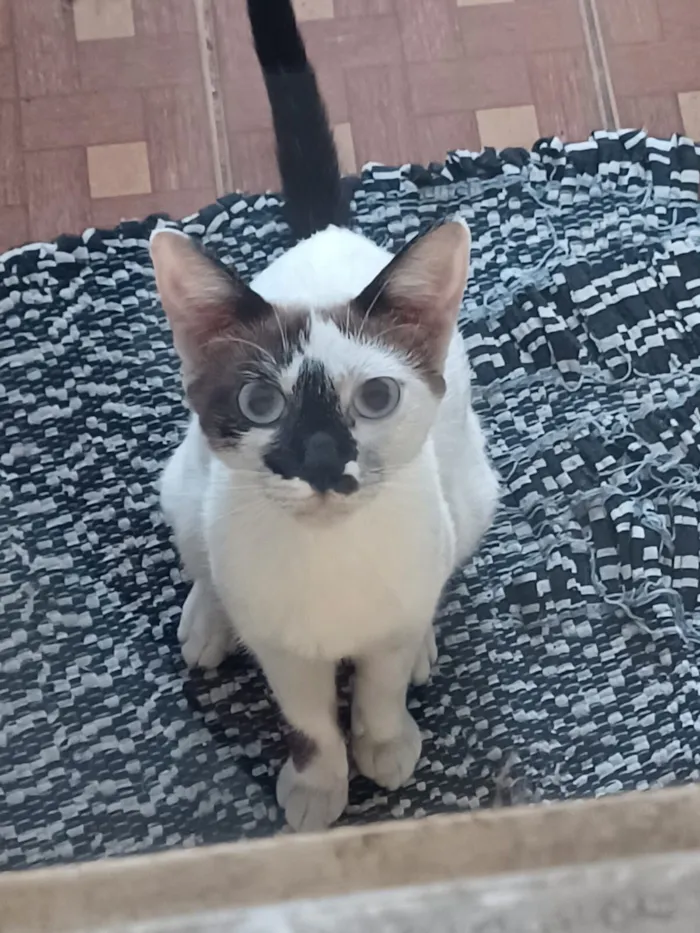 Gato raça SRD-ViraLata idade 2 a 6 meses nome Sem Nome