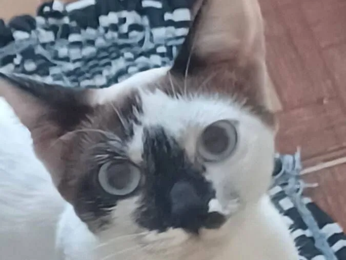 Gato raça SRD-ViraLata idade 2 a 6 meses nome Sem Nome