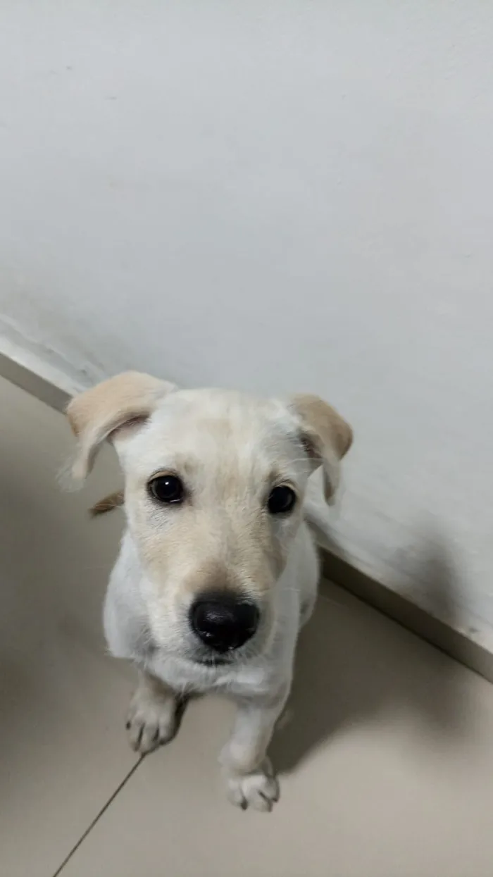 Cachorro raça Labrador idade 2 a 6 meses nome Amora 
