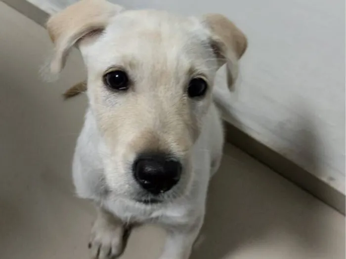 Cachorro raça Labrador idade 2 a 6 meses nome Amora 