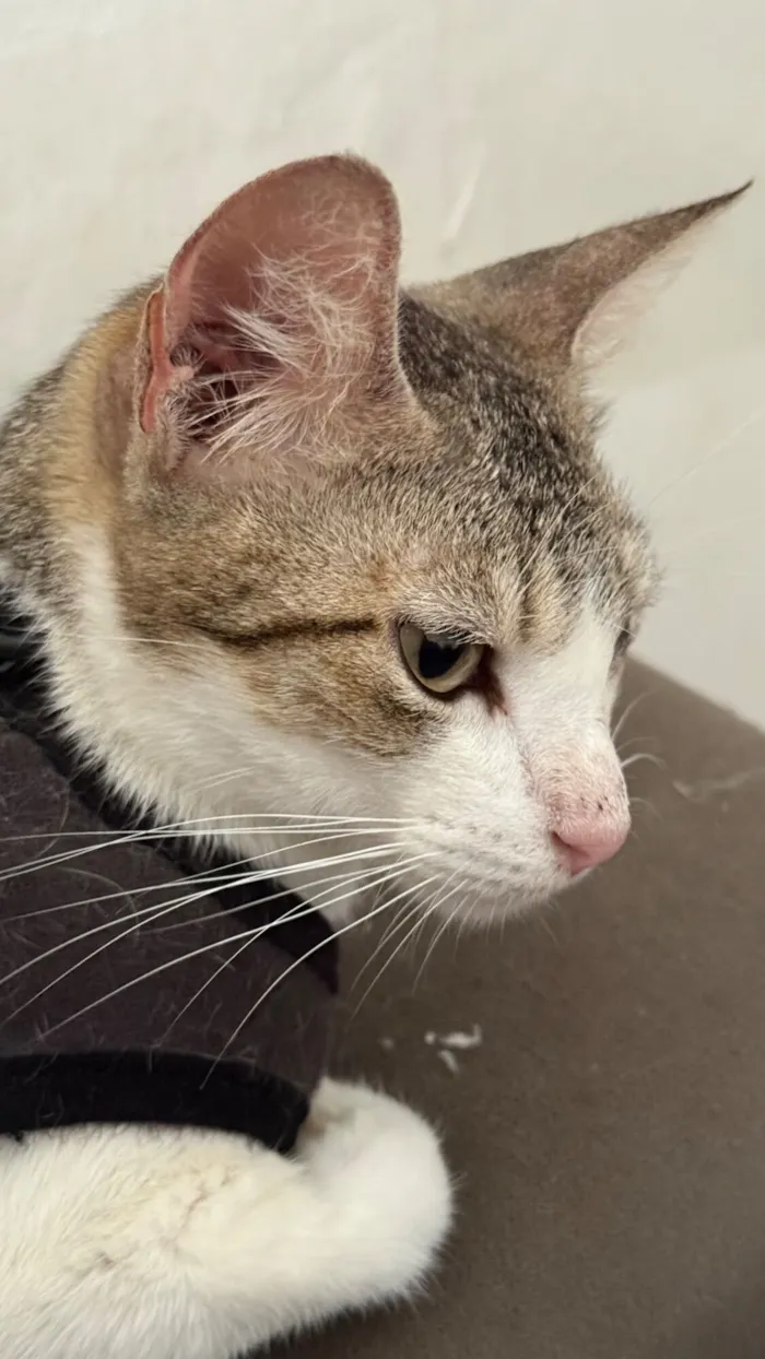 Gato raça SRD-ViraLata idade 7 a 11 meses nome Lilly