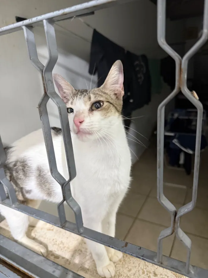 Gato raça SRD-ViraLata idade 7 a 11 meses nome Lilly