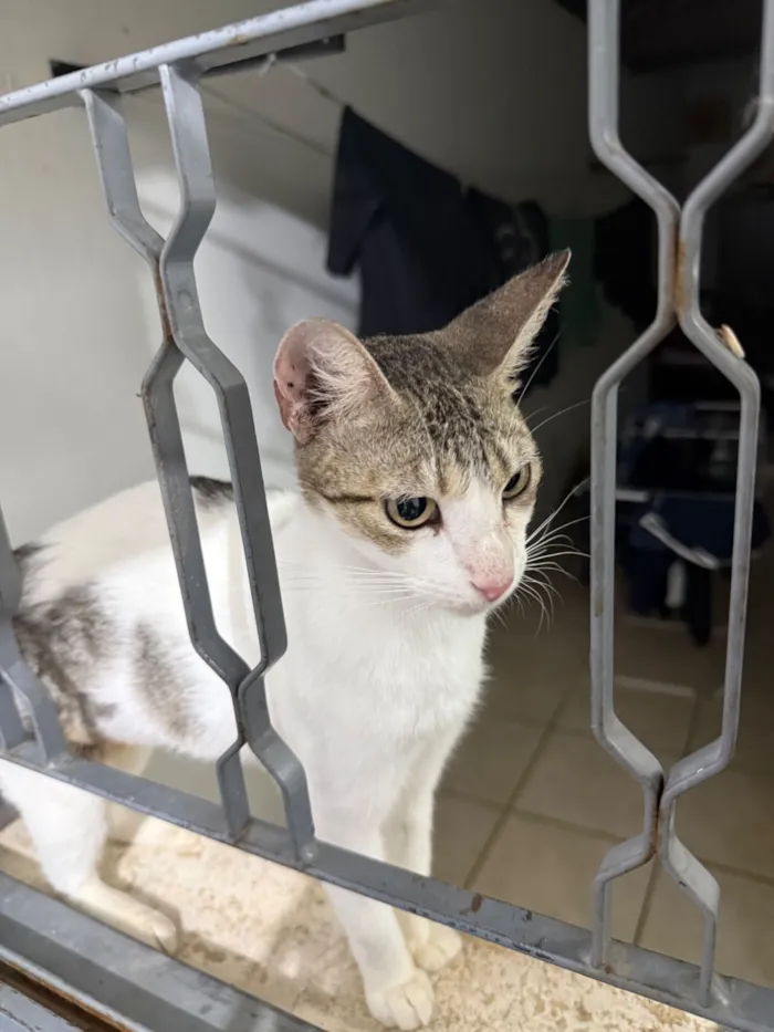 Gato raça SRD-ViraLata idade 7 a 11 meses nome Lilly