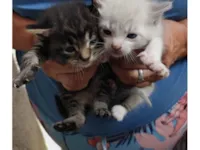 Cachorro raça SRD-ViraLata idade Abaixo de 2 meses nome Filhotes 