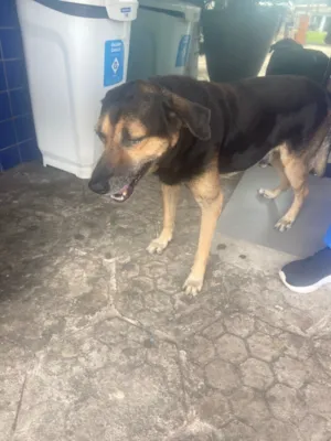 Cachorro raça SRD-ViraLata idade 4 anos nome Remela 