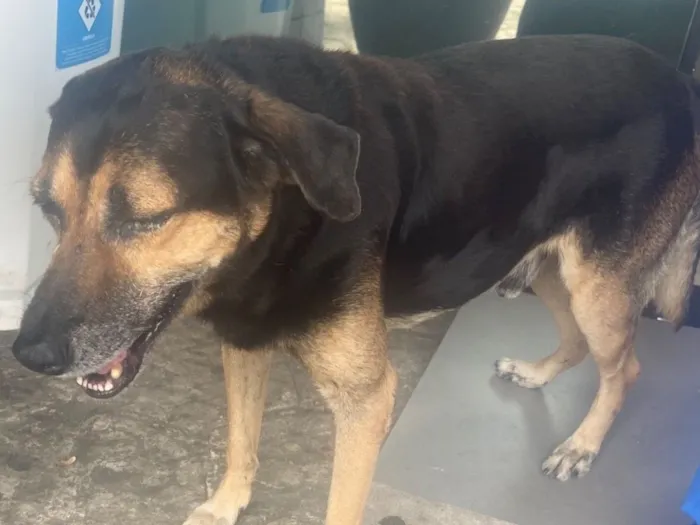 Cachorro raça SRD-ViraLata idade 4 anos nome Remela 