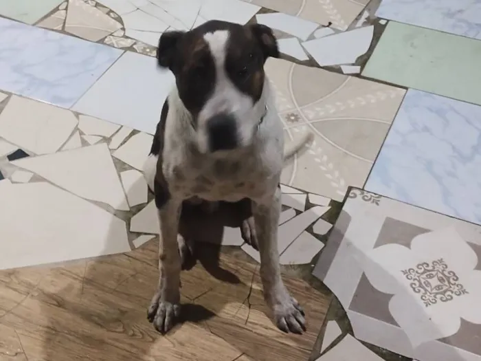 Cachorro raça SRD-ViraLata idade 7 a 11 meses nome Dudu