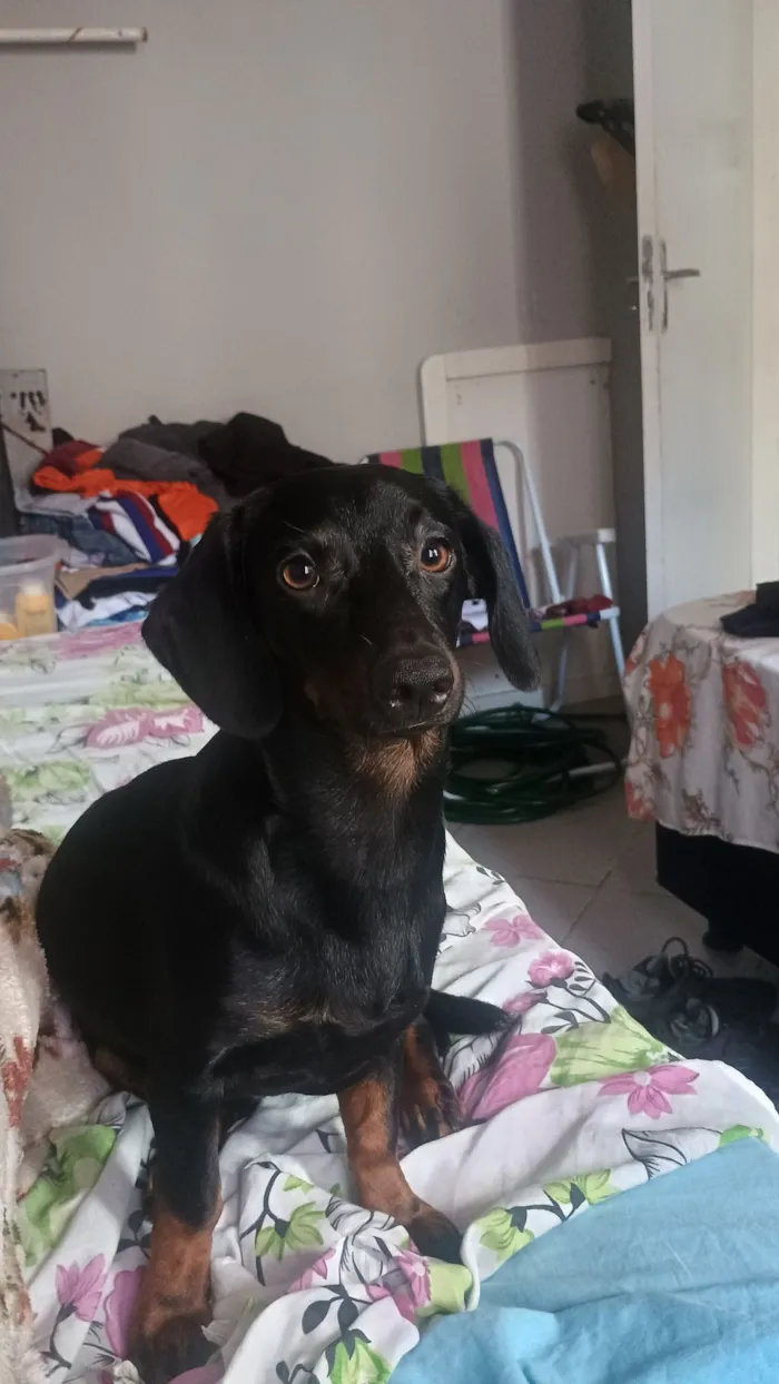 Cachorro raça Fila idade 7 a 11 meses nome Rochelle 